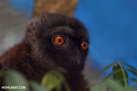 Picture Female White Fronted Lemur Eulemur Albifrons