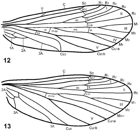 Wormaldia Anilla Ross Wings 12—right Forewing 13—right Hind Wing