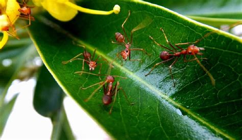 Para controlar a formiga cortadeira, os agricultores do noroeste gaúcho perceberam que não é preciso usar veneno. Como se livrar da formiga-cortadeira - Blog Agroline