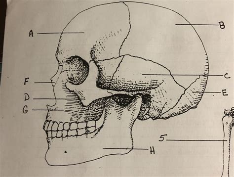 Anthropology Skull Diagram Quizlet