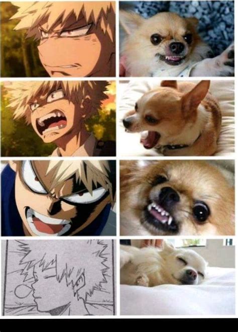 Angry Pomeranian Meme Bakugou Firehurdle