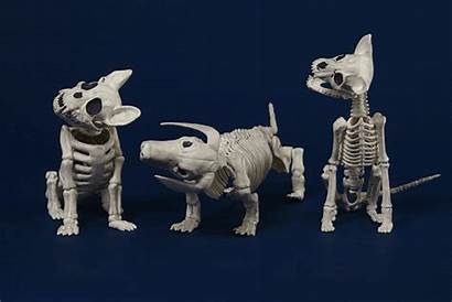 Halloween Skeleton Animal Bones Skeletons Wsj Horse