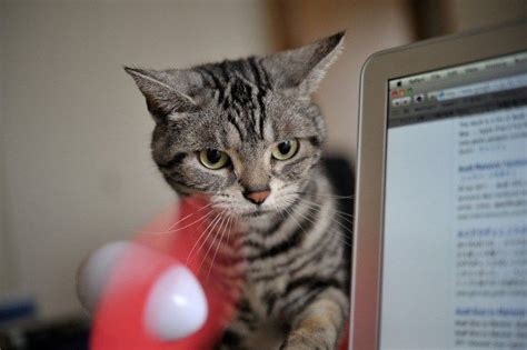 Lalu, apa saja nama yang bagus, unik, dan lucu untuk kucing kesayangan anda? Inilah nama-nama kucing yang paling populer di Jepang ...