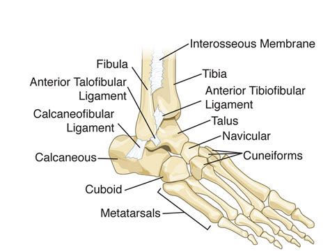 There are five major shoulder ligaments that keep the shoulder in place and prevent it from dislocating. Diagrams of the Foot Labeled