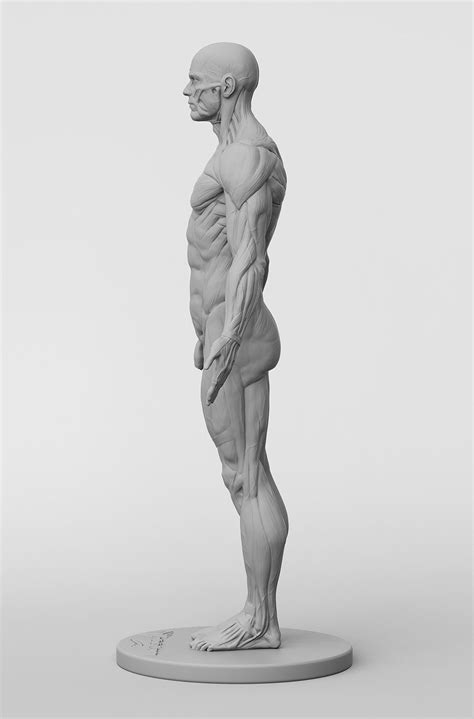 Pin De Jieun J En 인체자료 Arte De Anatomía Humana Dibujo Anatomia