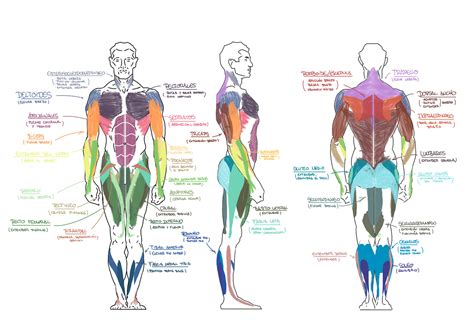 Cuerpo Anatomia