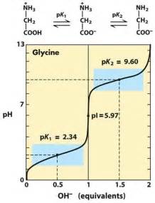 Acts as buffer in two ph ranges. Chapter 3: Amino Acids - Chemistry 342 with Friesen at ...