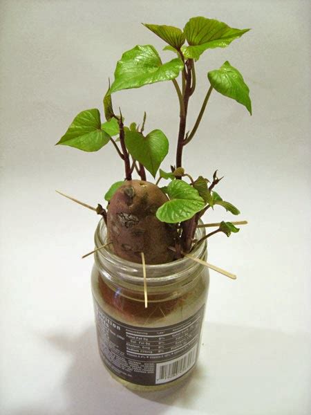 How To Grow Sweet Potato Vine Indoors 101 Gardening