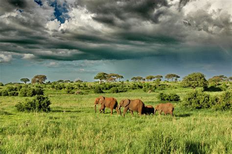 Safari Tarangire National Park Reis Naar Het Ultieme Safari Land