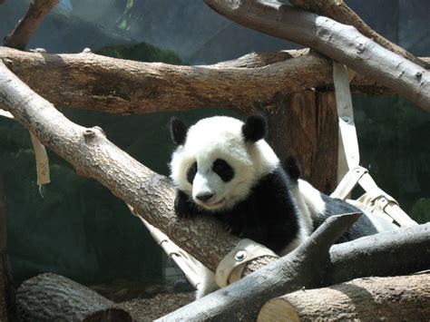 Zoo Atlanta Pandas September 2007 Flickr
