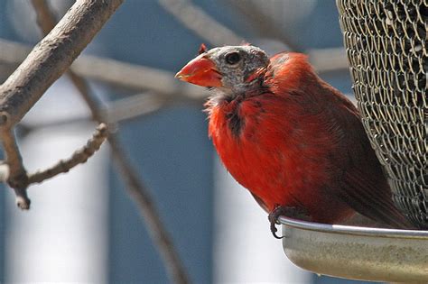 Molting Male Cardinal Flickr Photo Sharing