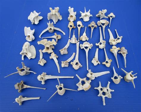 40 Authentic Whitetail Deer Vertebrae Bones For Sale In Bulk