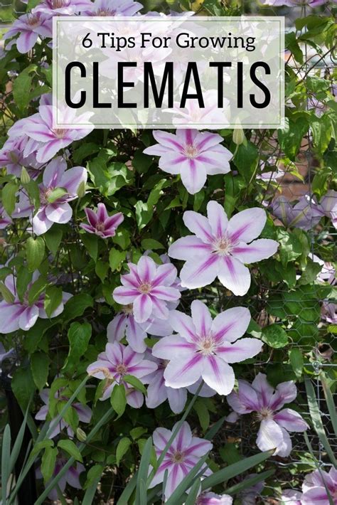 Maybe you would like to learn more about one of these? Every garden looks better with clematis! As these ...