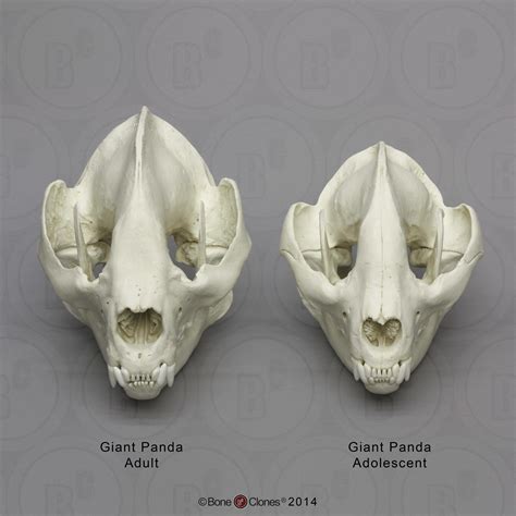 Giant Panda Skull Adult Bone Clones Inc Osteological Reproductions