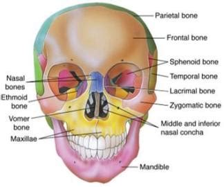 How many bones are in your body? Face and Neck Trauma - Trauma 101 with Josh Lopez at ...