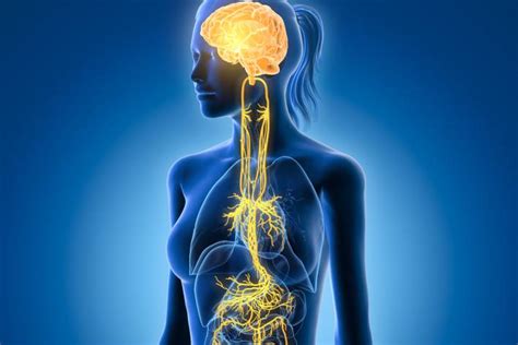 Vagus Nerve Support Taste For Life