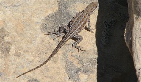 Wildlife Wednesday Northern Sagebrush Lizards Red Rock Canyon Las Vegas