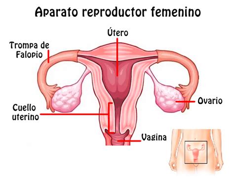 Resumen Del Aparato Reproductor Femenino Rganos Caracter Sticas