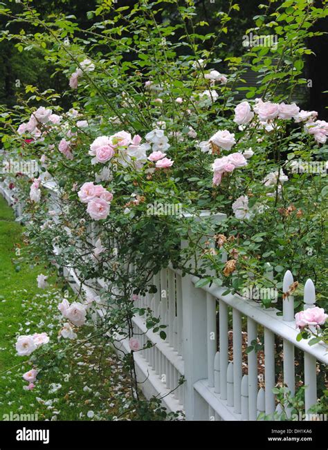 Lovely Pink Climbing Roses Spilling Over A Traditional White Picket