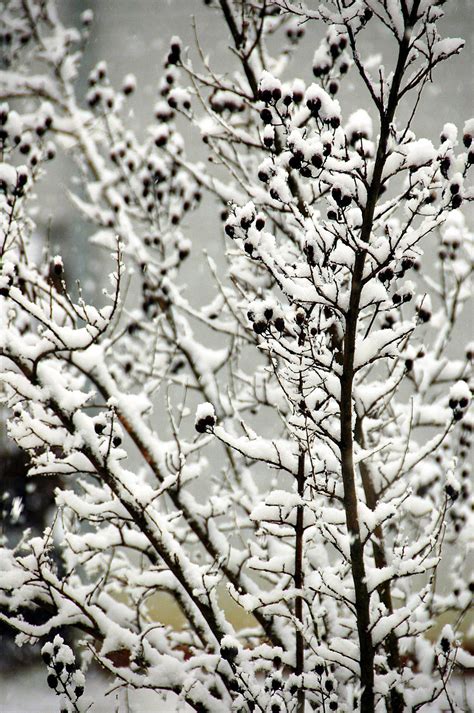 Snow Covered Tree Free Stock Photo Public Domain Pictures