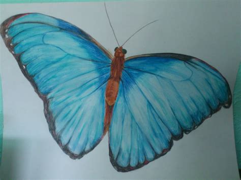 Blue Morpho Butterfly Drawing Blue Morpho Butterfly Butterfly