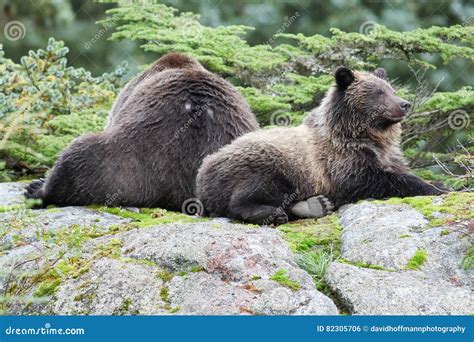 Brown Bear Lying Down Stock Photo Image Of Brown Bear 82305706