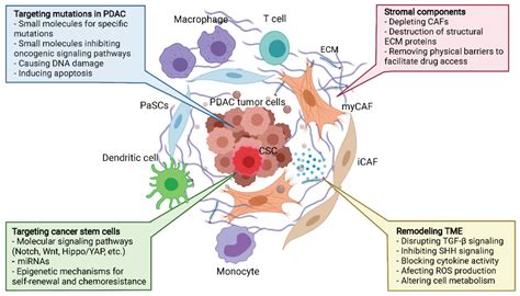 Cancers Free Full Text Pancreatic Cancer Microenvironment And Cellular Composition Current