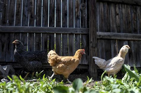 Backyard Chickens Are Having A Moment In Colorado Thanks To The Pandemic The Denver Post