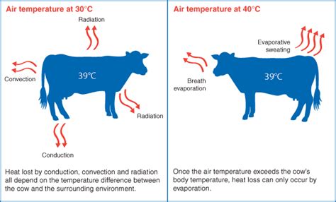 Heat Stress In Cows Dairy Australia