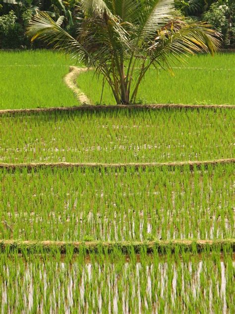 Green Rice Field Stock Photo Image Of Basmati Foliage 91089464