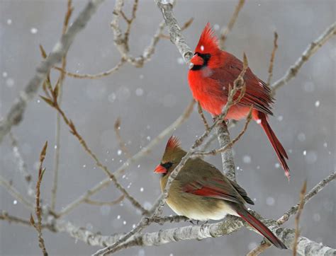 Winter Cardinals Photograph By Brook Burling Fine Art America