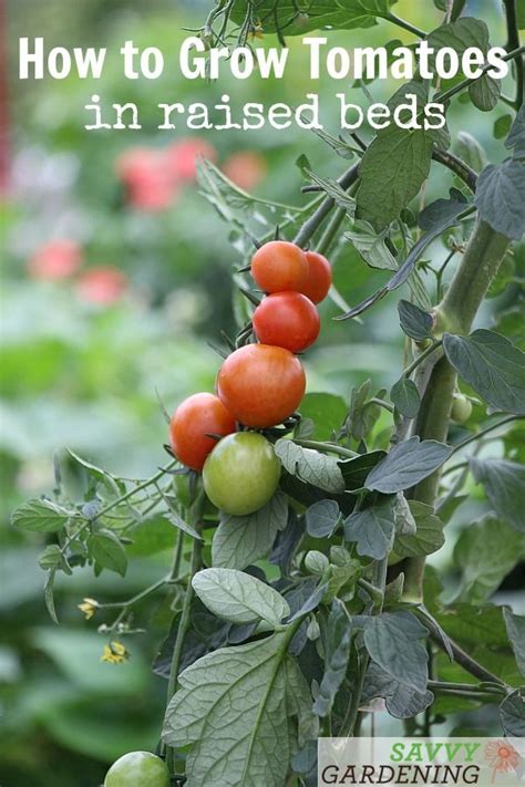 5 Tips For Growing Tomatoes In Raised Beds Tips For Growing Tomatoes