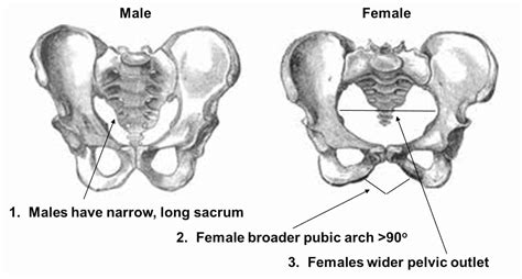 Male And Female Pelvis