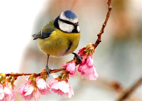 Promis Of Spring Blue Tit And Cherry Blossom Brian Mckay Flickr