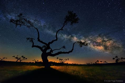 The Galaxy Tree Rspace