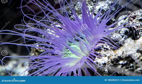 Sea Anemone In Natural Habitat Marine Plants And Animals Stock Image