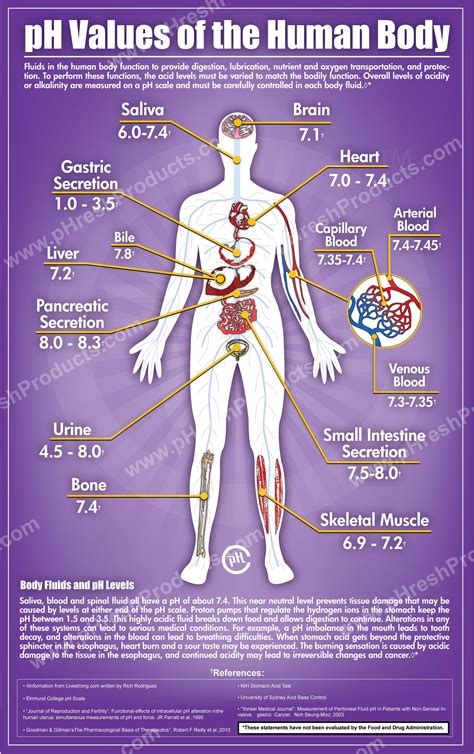 Anatomy Of The Human Lower Body Organs Human Body Anatomical Chart