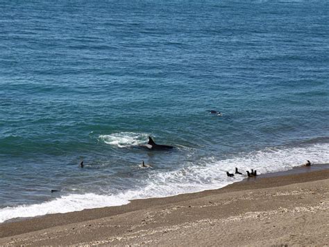 Wir können zunächst die räuber der meere sehen mit einer. Meeresakrobaten | Wie Orcas jagen