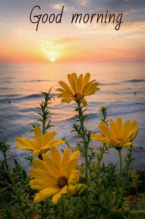 Good Morning Sunrise Images With Flowers Hutomo