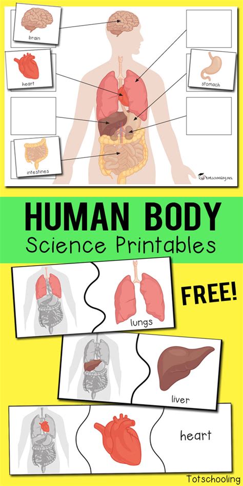 Free Human Body Printables For Kindergarten
