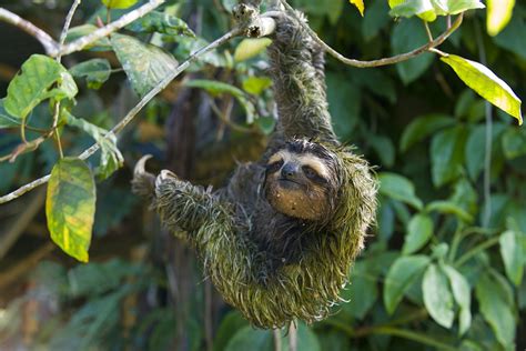Why is my mobile data so slow? » Why are sloths so slow? - Becky Cliffe