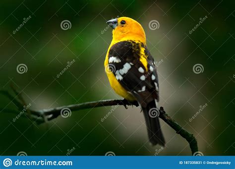 Yellow Grosbeak Pheucticus Chrysopeplus Yellow Black Bird Sitting On