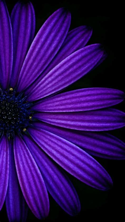 Black And Purple Flower Wallpapers Top Free Black And Purple Flower