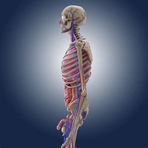 Male Anatomy Artwork Photograph By Science Photo Library