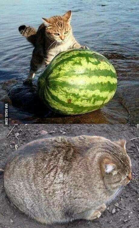 Just A Cat Eating A Watermelon Funny Animal Pictures Cat Memes