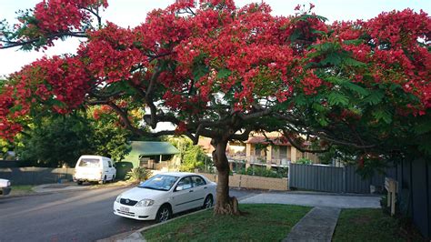 Red Flowered Tree In Brisbane Australia Whatsthisplant