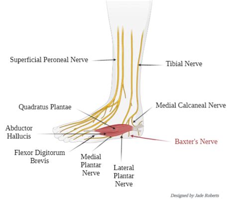 Baxters Nerve Entrapment What Is It And How Can It Be Treated
