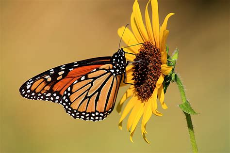 Monarch Butterfly On Sunflower Free Stock Photo Public Domain Pictures