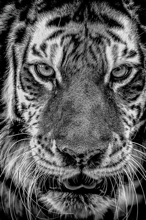 Tiger Eyes Photograph By Matthew Gruchow Fine Art America