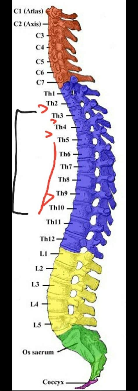 Spinal Column Anatomy Illustration